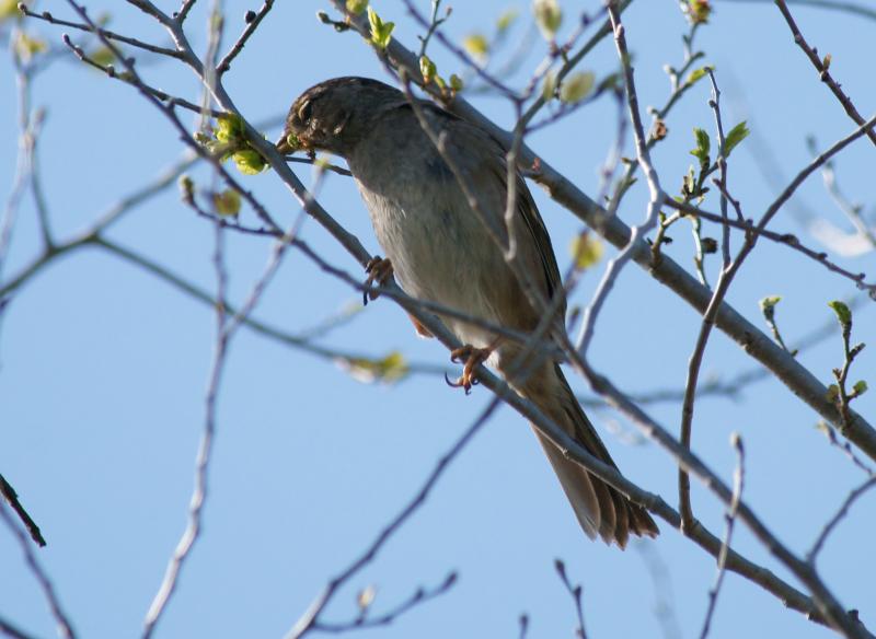 randomNorthern Mockingbird