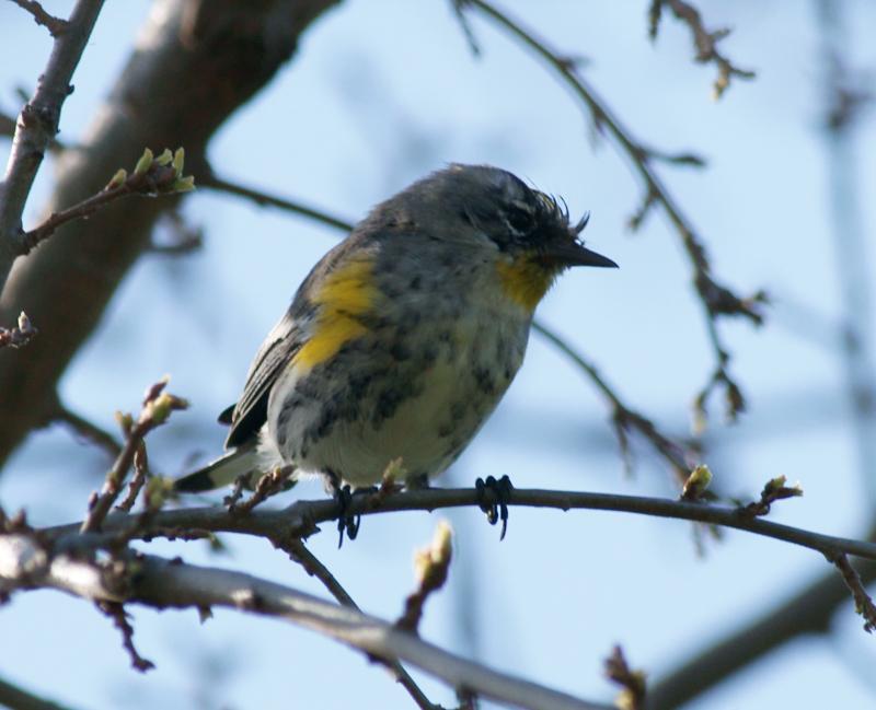 randomYellow-Rumped Warbler