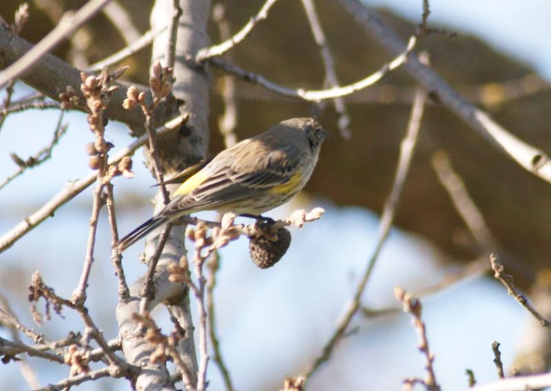 randomYellow-Rumped Warbler