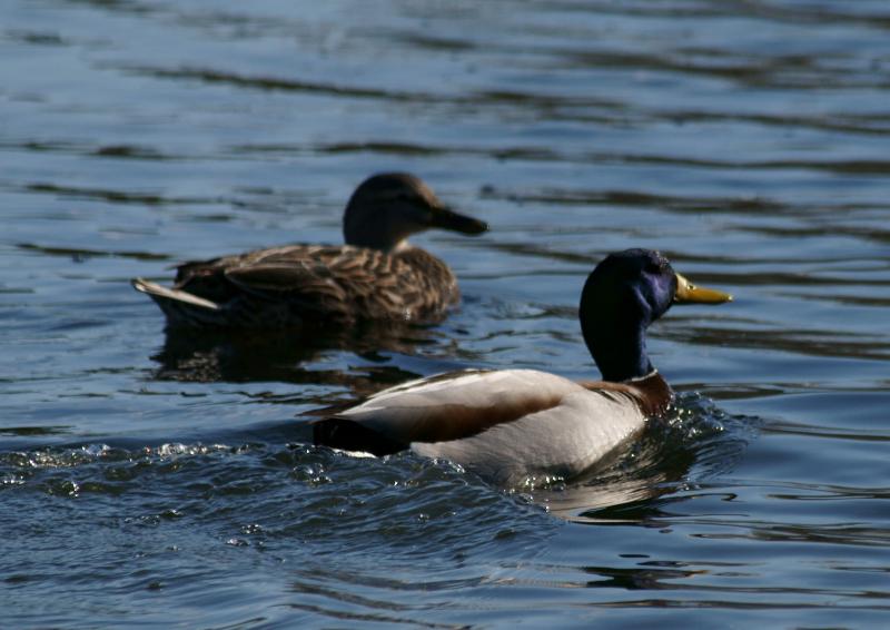 randomMallard