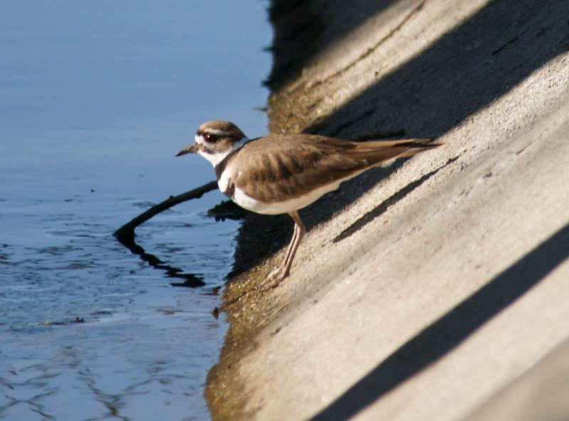 randomKilldeer