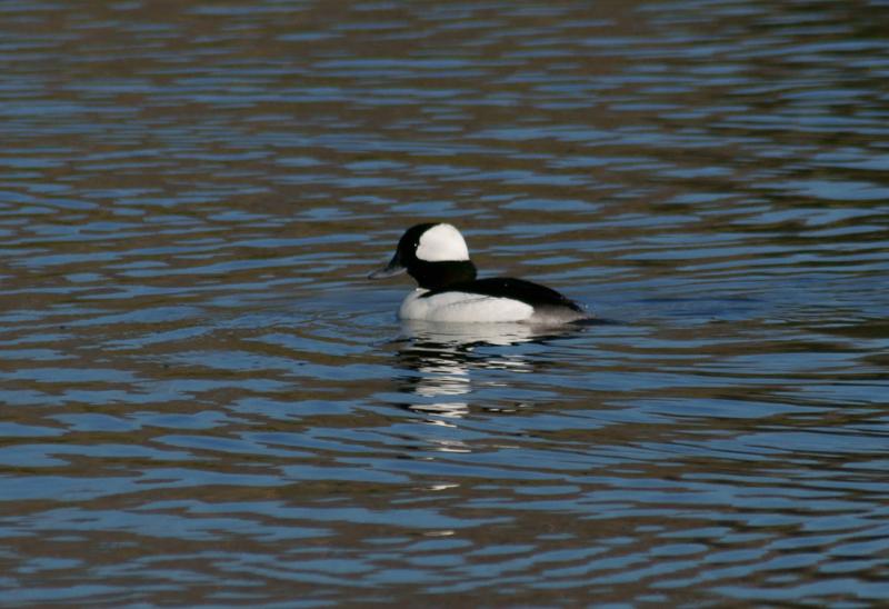 randomBufflehead