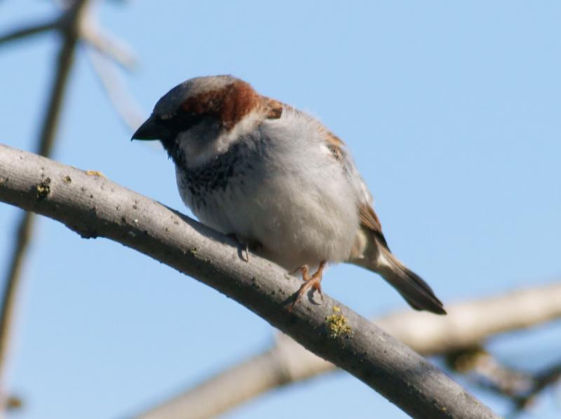 randomHouse Sparrow