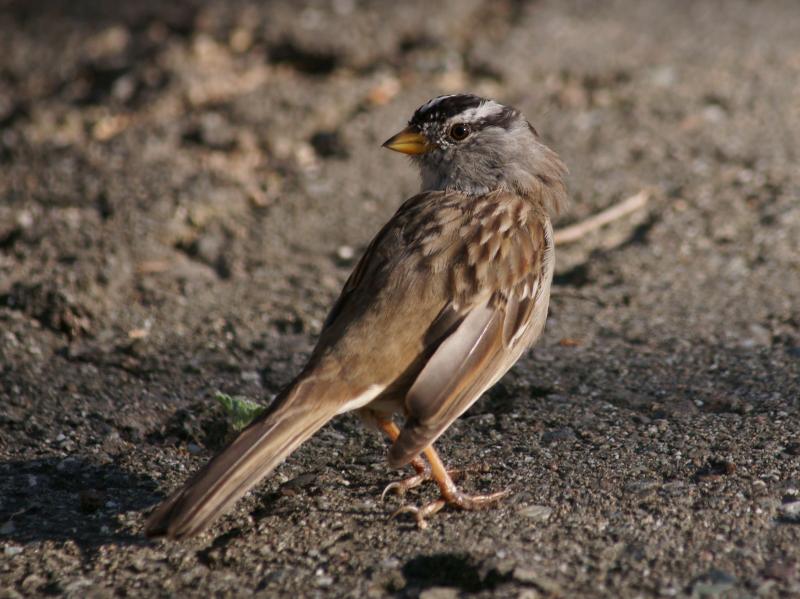 randomWhite Crowned Sparrow