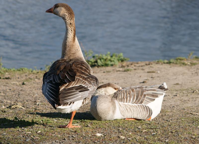 randomGreylag Goose