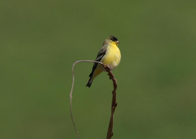randomAmerican Goldfinch