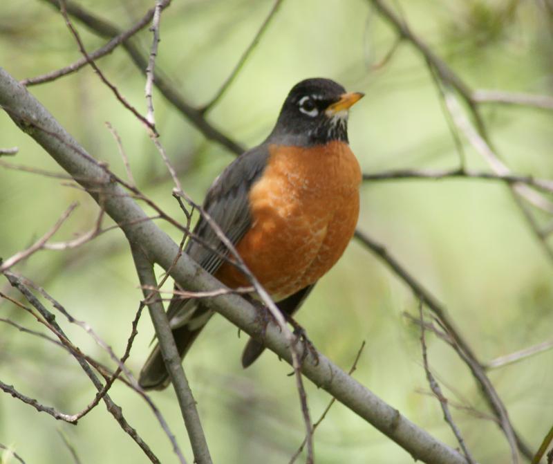 randomAmerican Robin