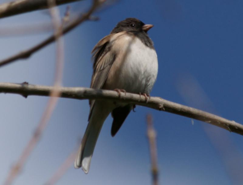 randomDark-Eyed Junco