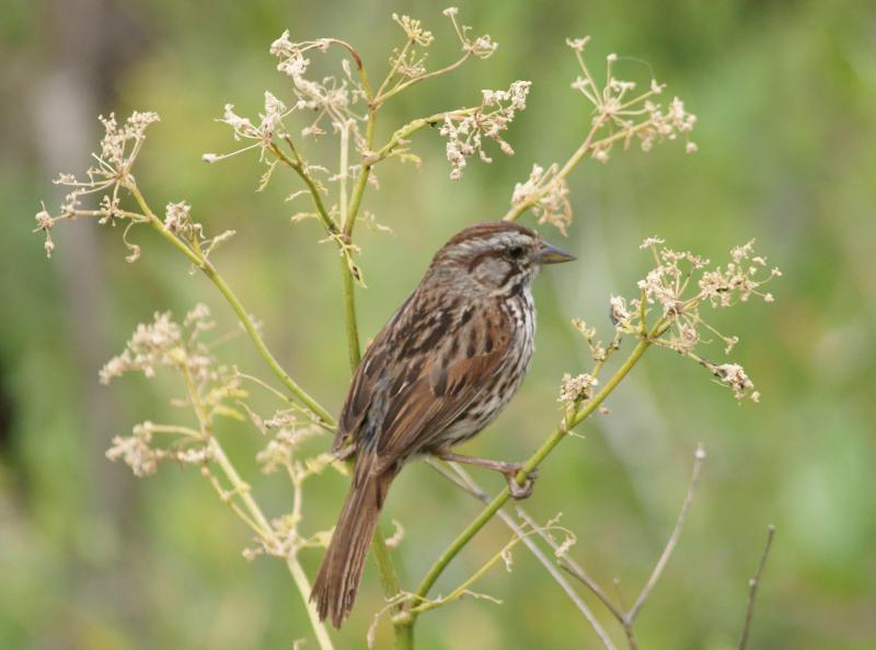 randomSong Sparrow