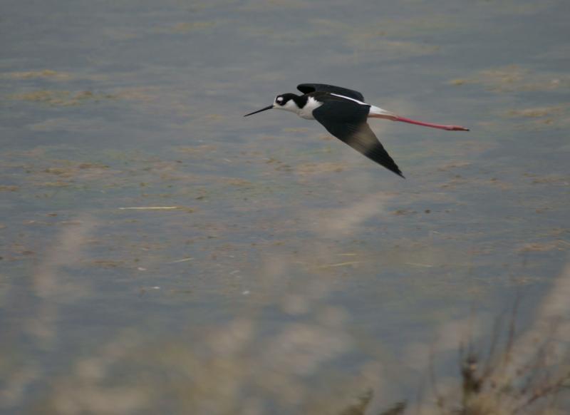 randomBlack-Necked Stilt