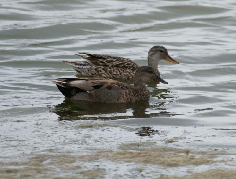 randomGadwall