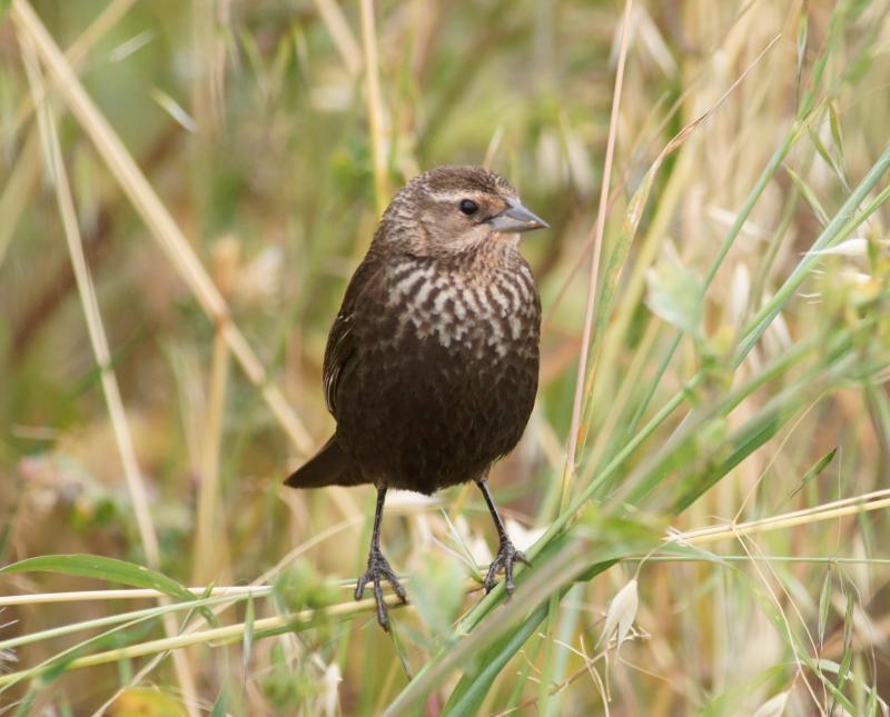 randomFox Sparrow