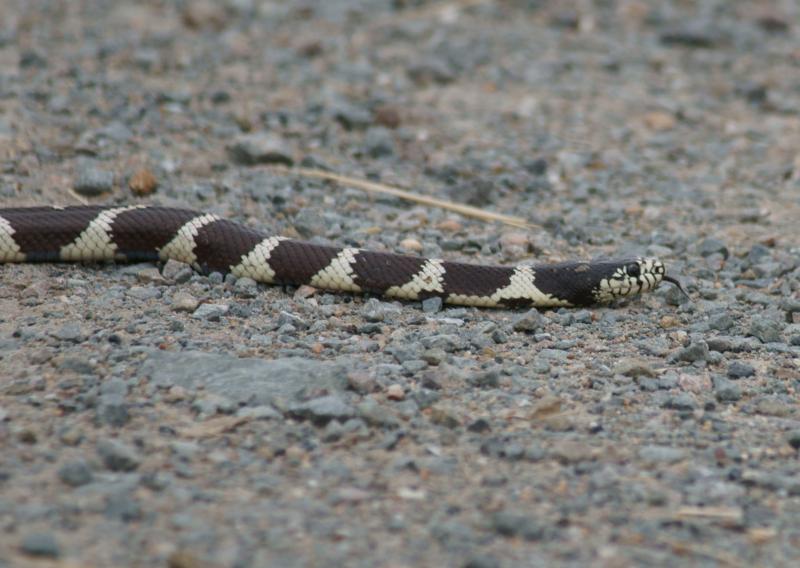 randomCalifornia Kingsnake