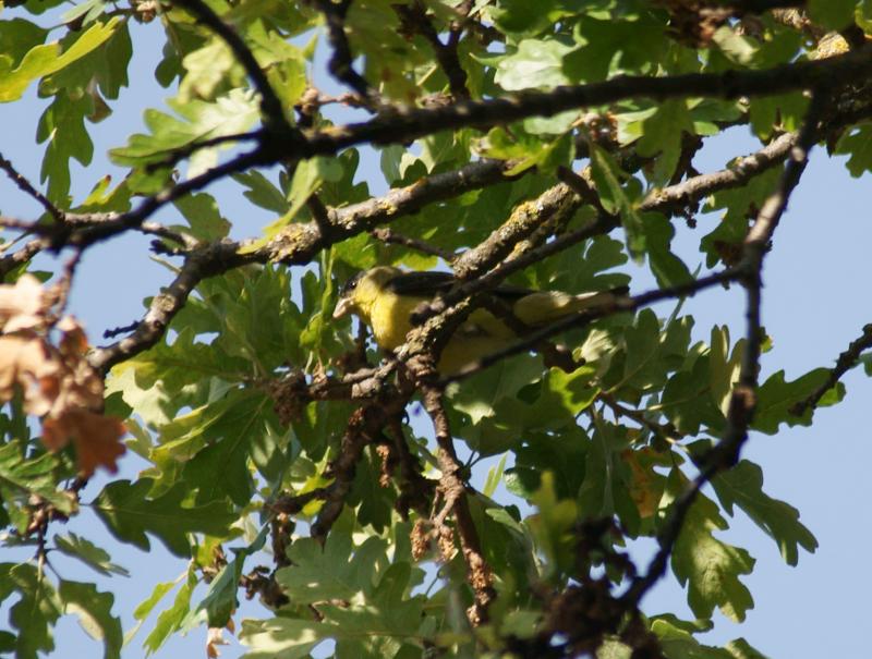 randomLesser Goldfinch