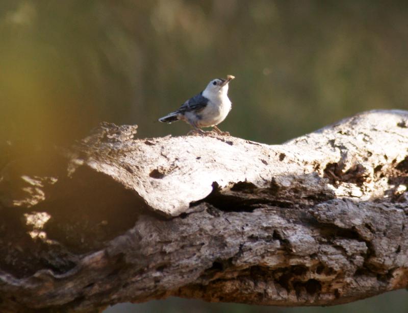randomWhite-Breasted Nuthatch
