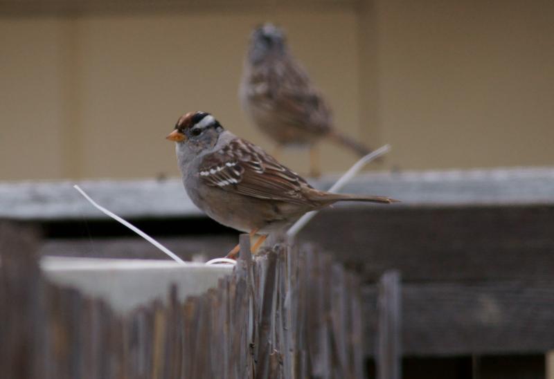 randomWhite-Crowned Sparrow