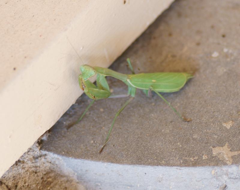 randomPraying Mantis