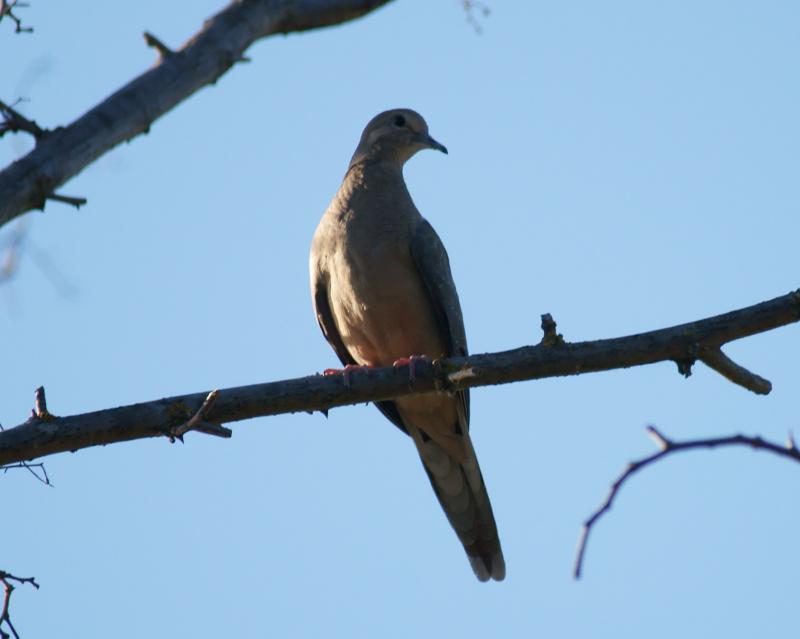 randomMourning Dove