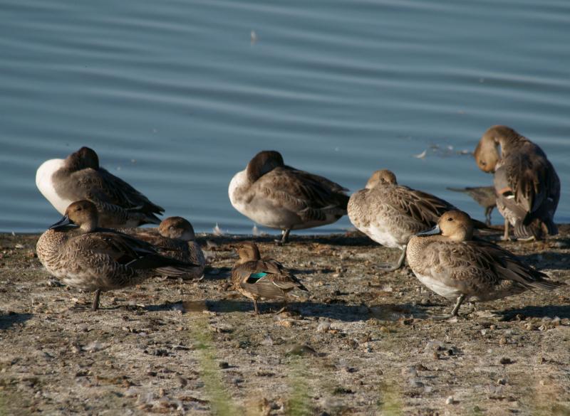 randomNorthern Pintail