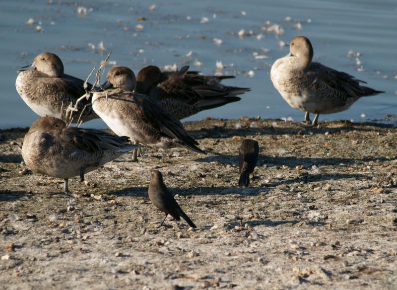 randomNorthern Pintail