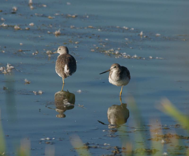randomLesser Yellowlegs