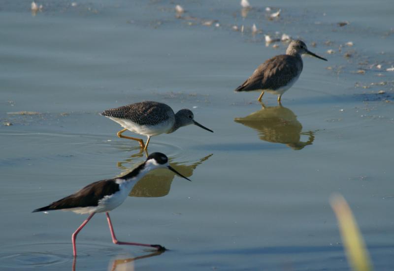 randomLesser Yellowlegs