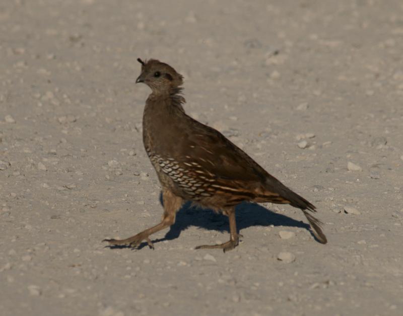 randomCalifornia Quail
