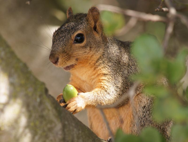 randomFox Squirrel