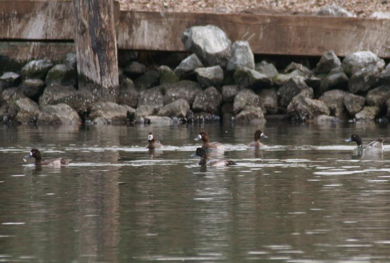 randomGreater Scaup