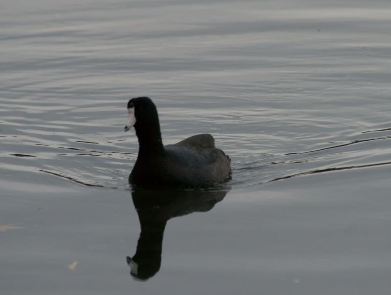 randomLake Merritt