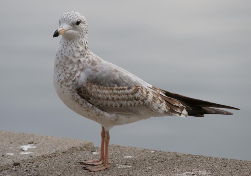 randomRing-Billed Gull
