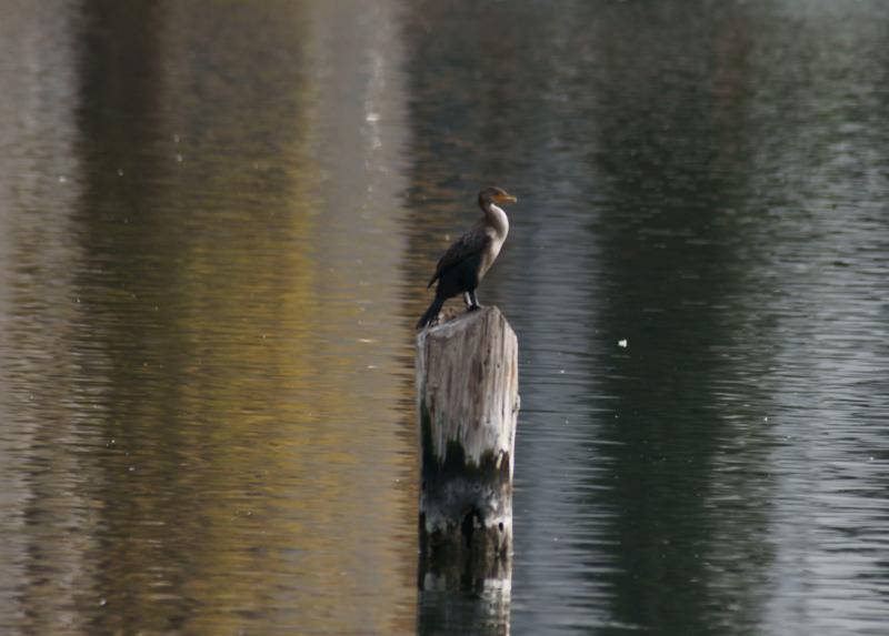 randomDouble-Crested Cormorant