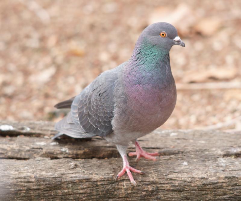 randomRock Pigeon