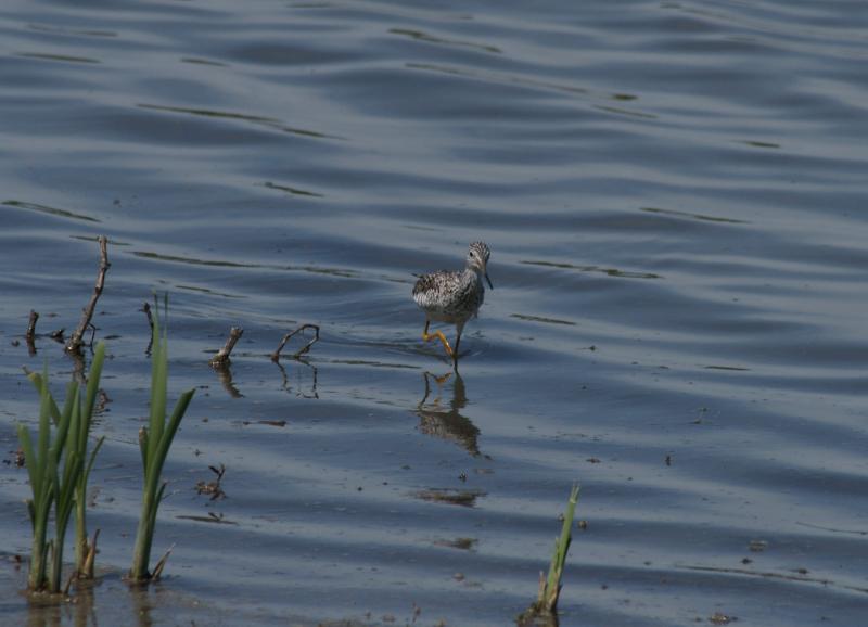 randomGreater Yellowlegs