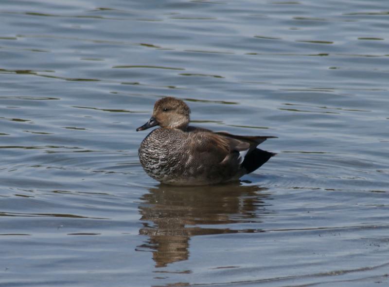 randomGadwall