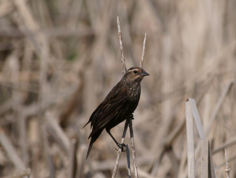 randomRed-Winged Blackbird