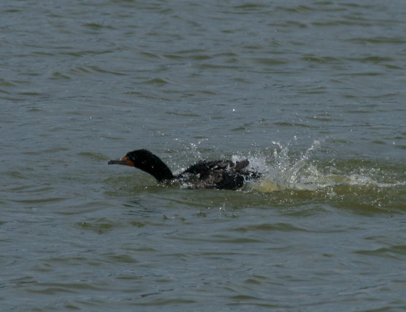 randomDouble-Crested Cormorant