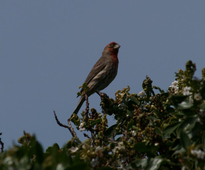 randomHouse Finch