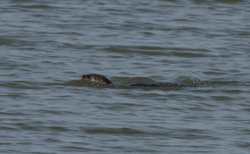 randomRiver Otter