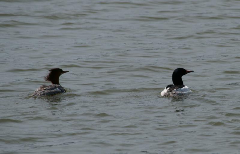 randomCommon Merganser