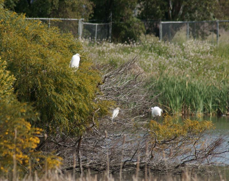 randomGreat Egret