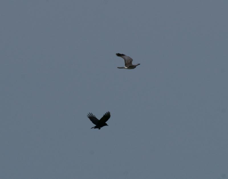 randomCommon Raven