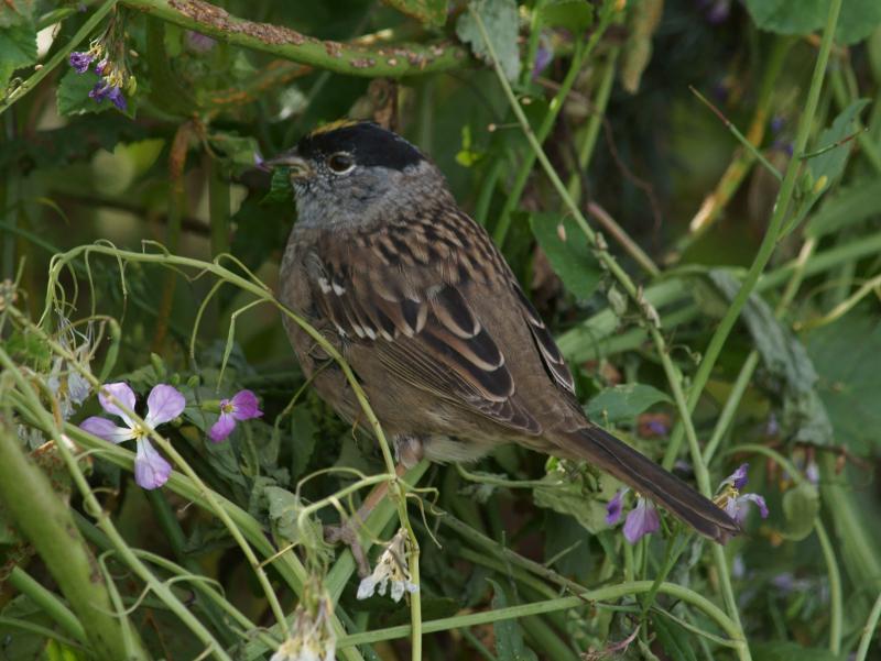 randomGolden-Crowned Sparrow