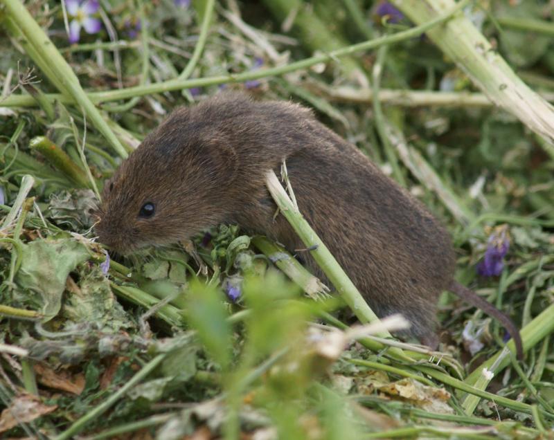 randomSalt Marsh Harvest Mouse