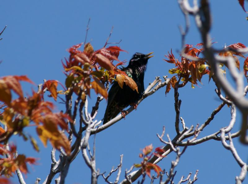 randomEuropean Starling