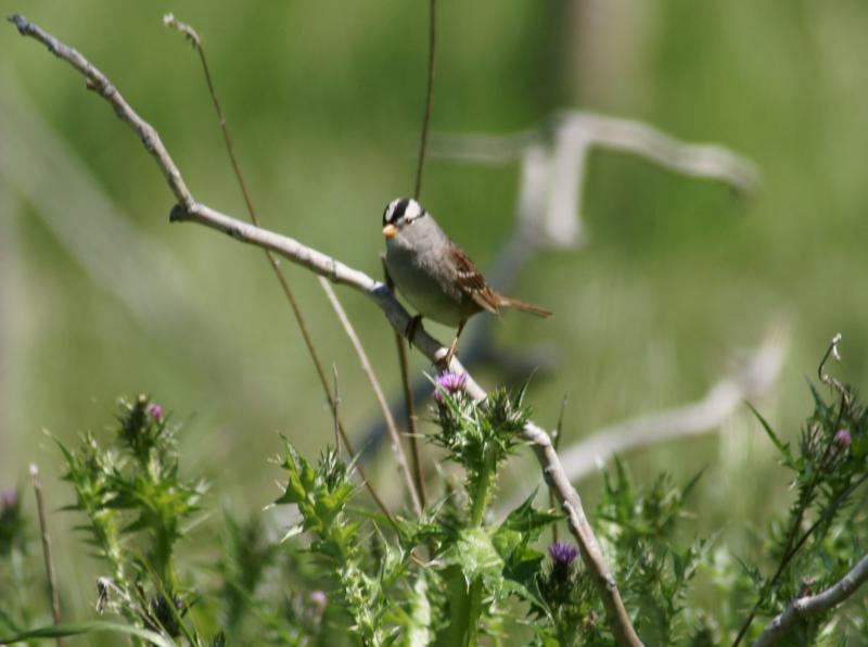 randomWhite-Crowned Sparrow