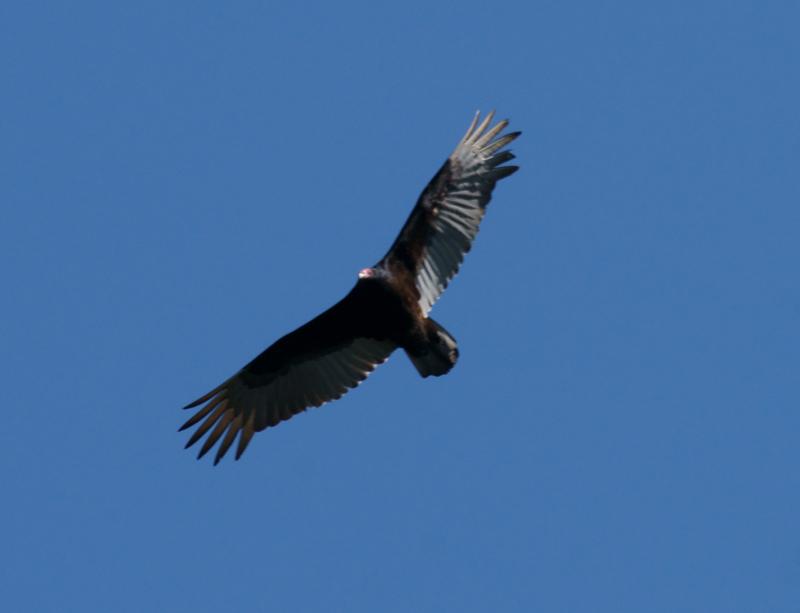 randomBlack Diamond Mines