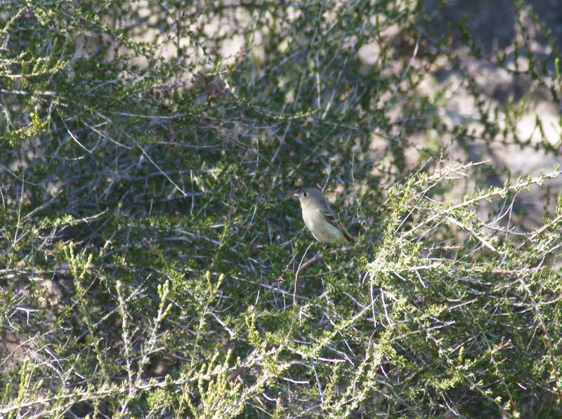 randomPacific-slope Flycatcher