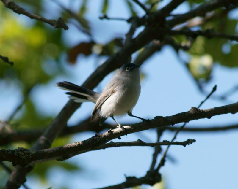 randomBlue-Gray Gnatcatcher