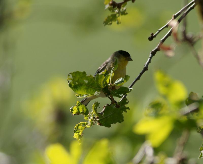 randomAmerican Goldfinch
